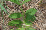 Carolina false vervain